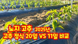 고추 정식 20일  11일 비교 괴산청결고추 노지 재배 [고추재배방법]