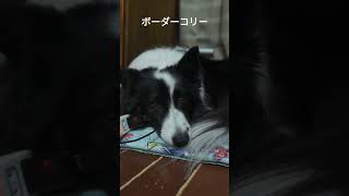 #ボーダーコリー