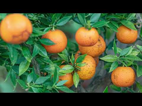 VielSehn Magazin fix erzählt: Malchiner Land, Wasserburgen und Bitterorangen