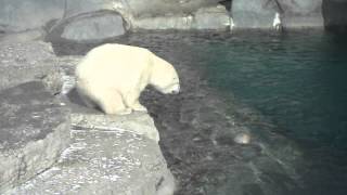 preview picture of video 'Saying Bye to Hudson.the Polar Bear'