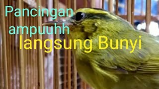 Download lagu Pancingan Cepat Pare pare Bunyi mp3