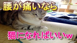 日本人の腰痛対策について