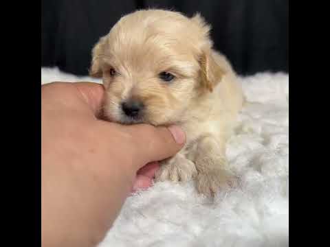 Videos from ABCPUPPY