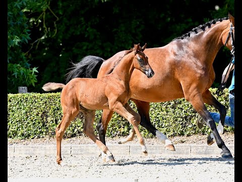 Hof Brüning - Chardonnay - Balou du Rouet - Argentinus, Hengst, geb. 2025