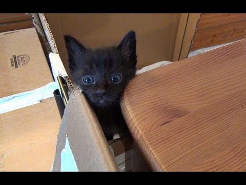 Jupiter Escapes The Kitten Pen Again! - YouTube