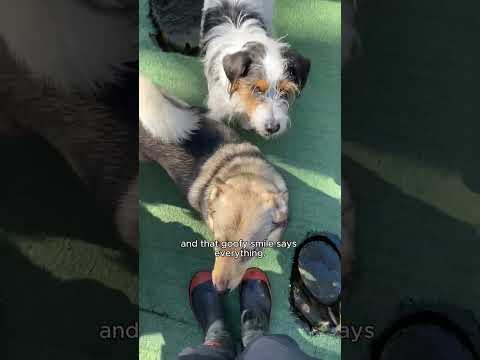 K9 Heaven 2