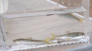 8月30日【びわ湖放送ニュース】おさかな調査隊出動！東近江市で川の生き物を調査