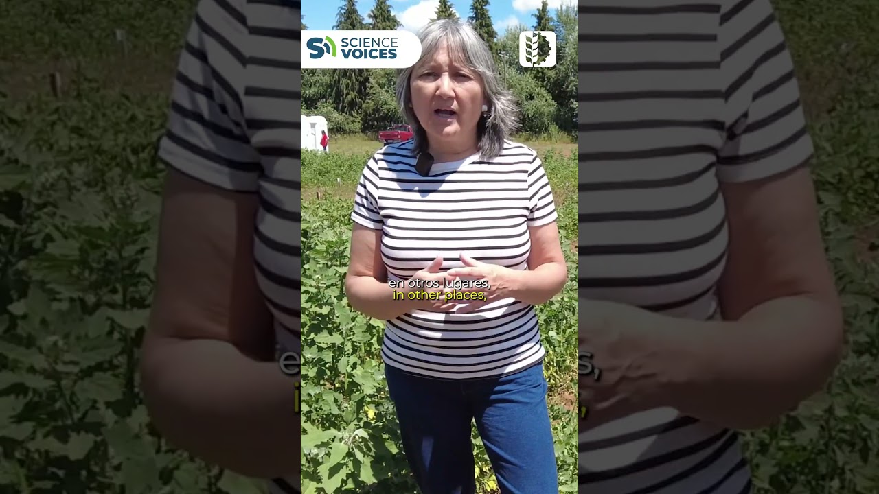 #sciencevoices de ‪@fontagro‬: Manejo sostenible del riego y la fertilización en quinoa
