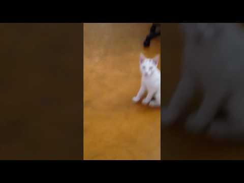 My cat lost his meow / Mi gato perdió la voz