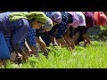 Kashmiri Farming Song Paddy Special Kashur Tradition And Culture