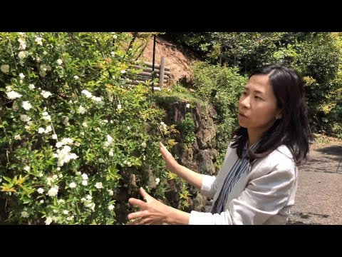 牧野植物園の春さんぽ