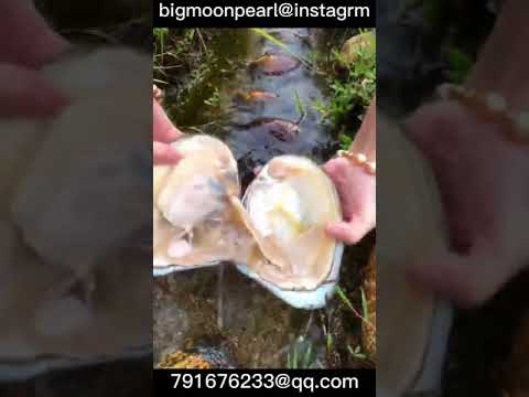 oyster with pearls open oyster pearl hunting #pearl #oyster #jewelry
