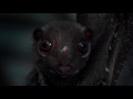 Planet Earth 08 Jungles Part 13