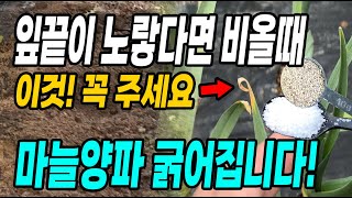 마늘양파 잎끝이 노랗다면 비올때 이것! 꼭주세요 마늘양파가 하루다르게 굵어집니다!