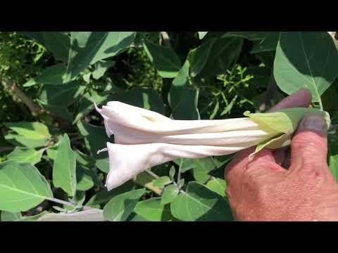 Datua inoxia - Contains dangerous levels of Tropane Alkaloids - Fatal if ingested by humans & pets