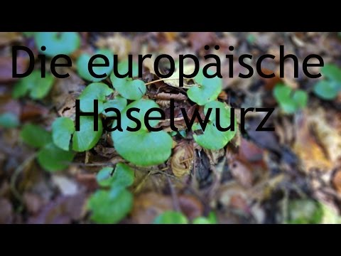 Die Europäische Haselwurz: Ein wunderbarer Bodendecker