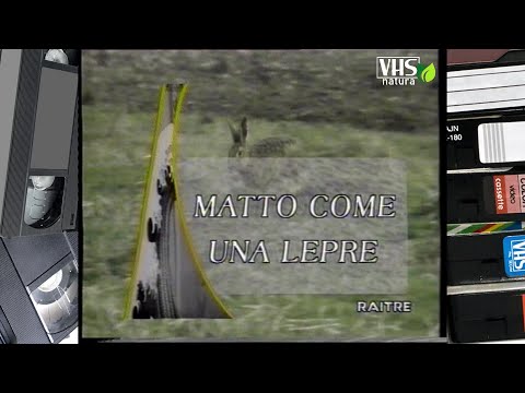 GEO, viaggio nel pianeta Terra - MATTO COME UNA LEPRE
