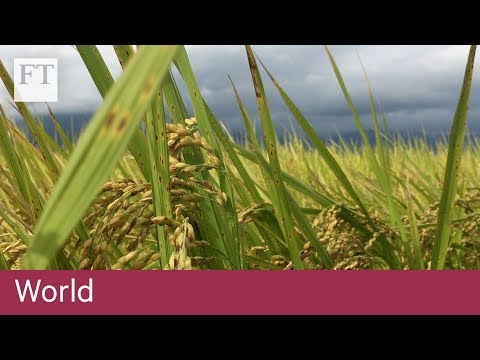 區塊鏈幫助臺灣稻農減輕氣候變化的影響。 (Blockchain helps Taiwan's rice farmers mitigate effects of climate change)