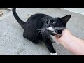 Tuxedo Cat Loud Meows Make Sure I Give Him The Pets