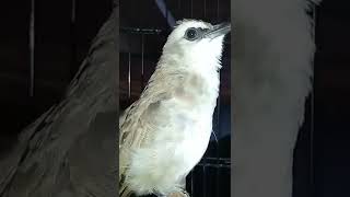 Download lagu BURUNG TRUCUKAN FIGHTER || Borak Barik Cikrok #trucuk #trucukanropel mp3 Download lagu BURUNG TRUCUKAN FIGHTER || Borak Barik Cikrok #trucuk #trucukanropel mp3