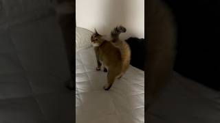 寝床へといざなう猫 #shorts