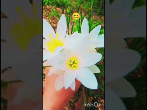 Grewal youtube #song