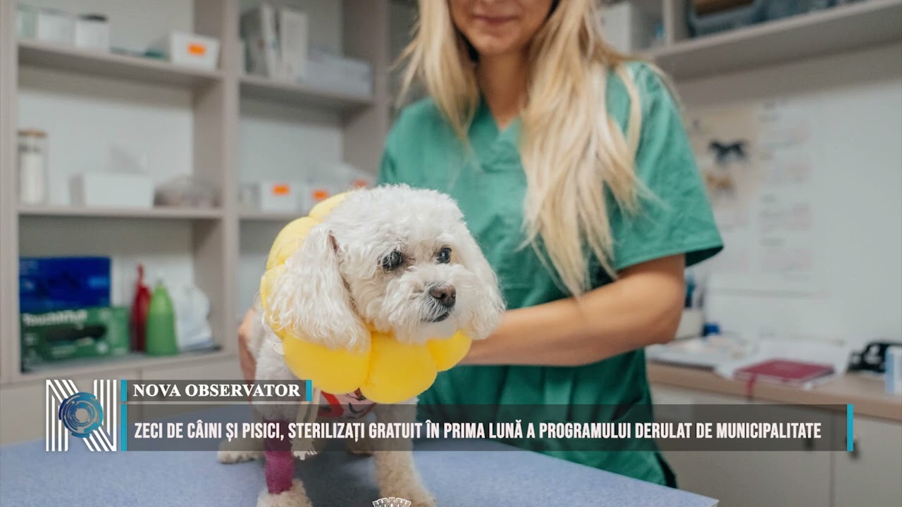 Zeci de câini și pisici, sterilizați gratuit în prima lună a programului derulat de municipalitate