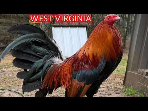 Breeding Season - Chris Blankenship Right Fork Farm West Virginia USA