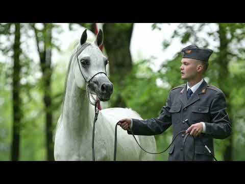 𝐓𝐄𝐎𝐃𝐎𝐑𝐀 (𝐏𝐨𝐦𝐢𝐚𝐧 𝐱 𝐓𝐚𝐫𝐭𝐢𝐧𝐚, 𝐛𝐲 𝐏𝐞𝐫𝐬𝐞𝐮𝐬𝐳), 𝟐𝟎𝟏𝟖 𝐌𝐚𝐫𝐞 - PRIDE OF POLAND 2023, Summer Sale