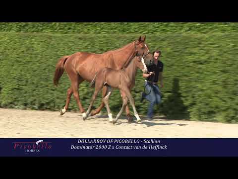 Dollarboy of Picobello Z