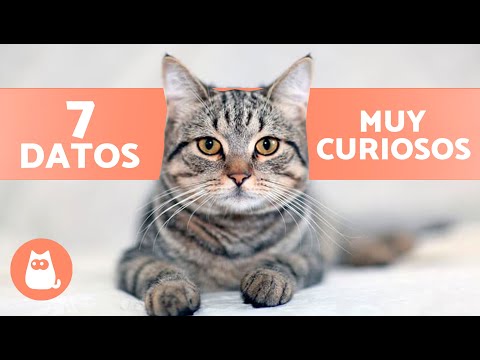 7 INTERESTING FACTS about TABBY CATS 🐱 Discover them!