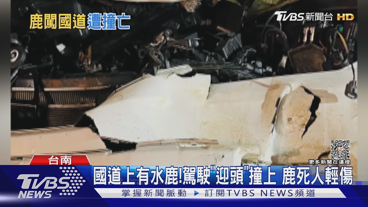 哪來的水鹿呢?誤闖國三關廟段挨撞 鹿死人輕傷