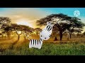 Baby Tv Bim And Bam In The Animal World Zebra