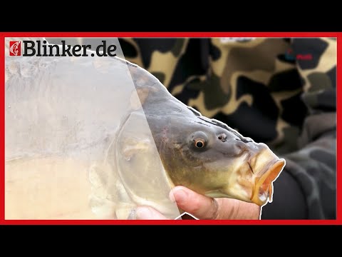 Karpfen auf Holländisch I Unterwegs mit den Profis