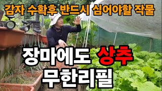 장마때도 상추를 원없이 먹으려면 이렇게 미리 해줘야 합니다!  #감자캐는시기 #감자재배 #감자키우기 #상추키…