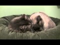 Cat Biting Cat S Ear