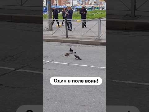 2 сороки против крысы 🐀 один в поле воин