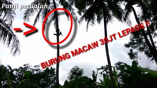 Download lagu Burung macaw 30 jt lepas,yang punya gelisah mp3