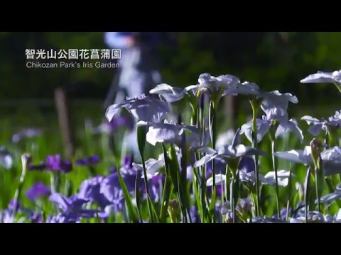 狭山市 智光山公園花菖蒲園まつり