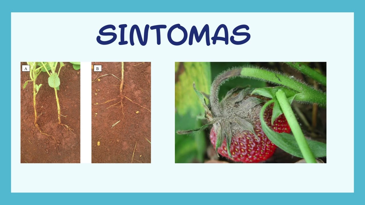 FHID - Laureen Cristine dos Reis Andrade: Deficiência e excesso de água: Sintomas e impactos ...