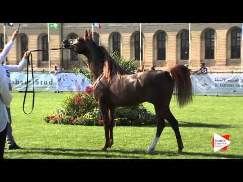 N.59 D MERAS - Chantilly 2015 AWC - Colts 2 years old (Class 7)