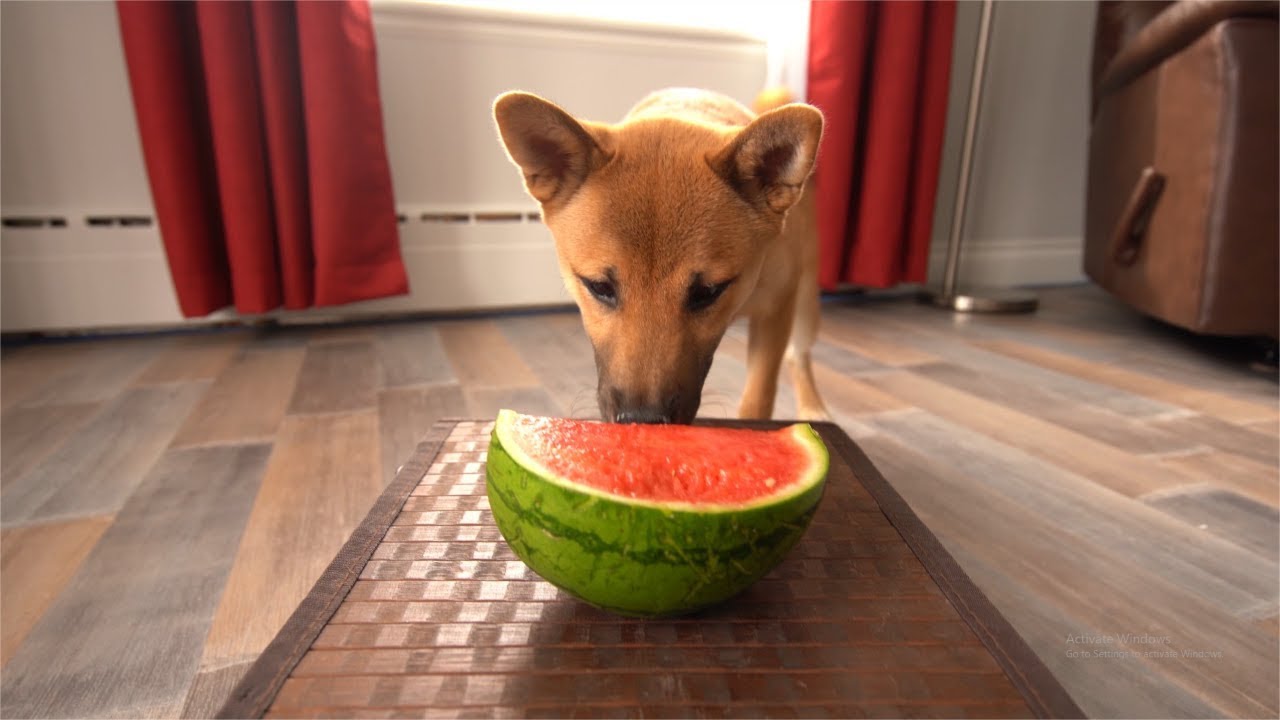 ASMR Dog eats the Watermelon | PEPE ASMR