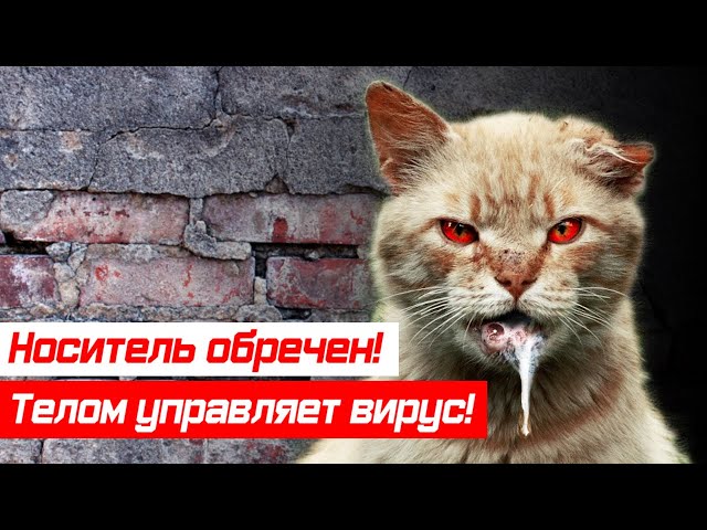 Внимание! Вирус Бешенства! - Видео подборка с больными животными, их поведением [Лиса | Енот | Кошка | Собака | Лошадь]