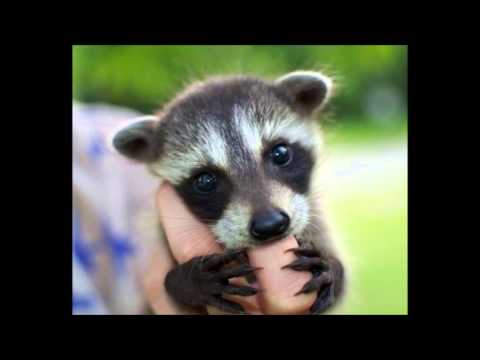 "Angel Eyes" Chromatic harmonica back-up demo 4 of 6