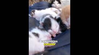 Download lagu Menolong Kucing Jalanan Terlantar Dengan 7 Anaknya #kucing #rescue mp3