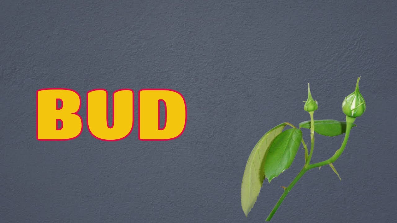 What does flower bud mean? Life Set Go