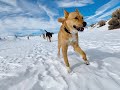 Living with Jindo Dogs