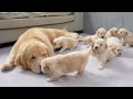 Golden Retriever Dad Meets His 8 Adorable Puppies For The First Time