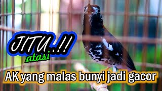 Download lagu Pancingan Jituš„āļøAnis Kembang Macet Malas Bunyi cepat Emosi Buka Suara mp3 Download lagu Pancingan Jituš„āļøAnis Kembang Macet Malas Bunyi cepat Emosi Buka Suara mp3