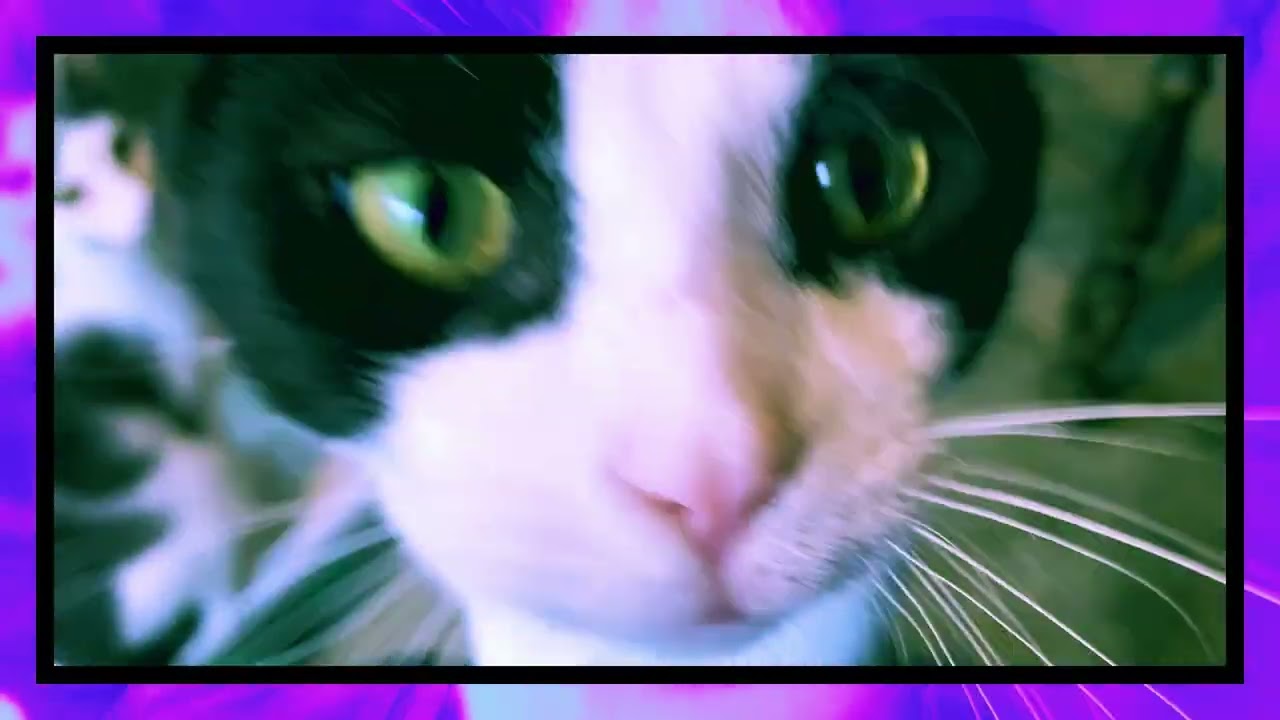 Enlarge Oreo, a Adoptable Domestic Short Hair in Stockholm, WI video 6/6